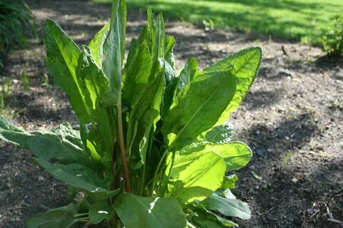 Что можно посадить в тени