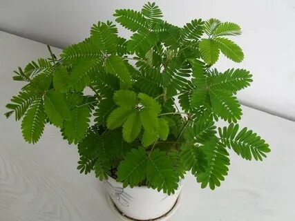 Комнатная мимоза стыдливая