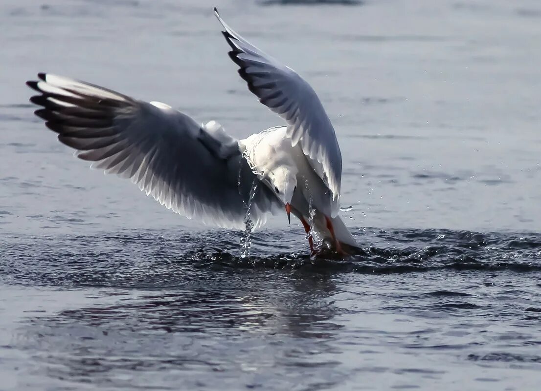 Чайка на воде. Чайка вода Владикавказ. Тигр и Чайка у воды. Форум чайка