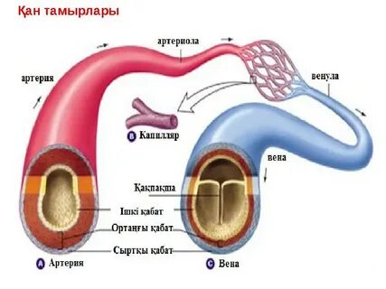 Күйеу бала қайын енесін жопата (видео тек орысша қарау)