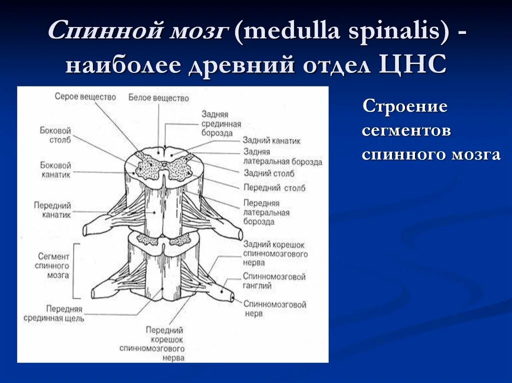 Общий план строения спинного мозга. Твёрдая мозговая оболочка спинного мозга. Продольное строение спинного мозга. Нервная система спинной мозг кратко анатомия. Как называется спинной мозг.