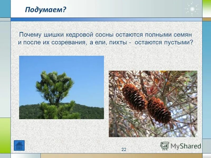 адаптации растений к водной среде обитания. приспособления ели к среде обитания. условия обитания сосны обыкновенной. приспособления ели к среде обитания. приспособления ели к среде обитания.