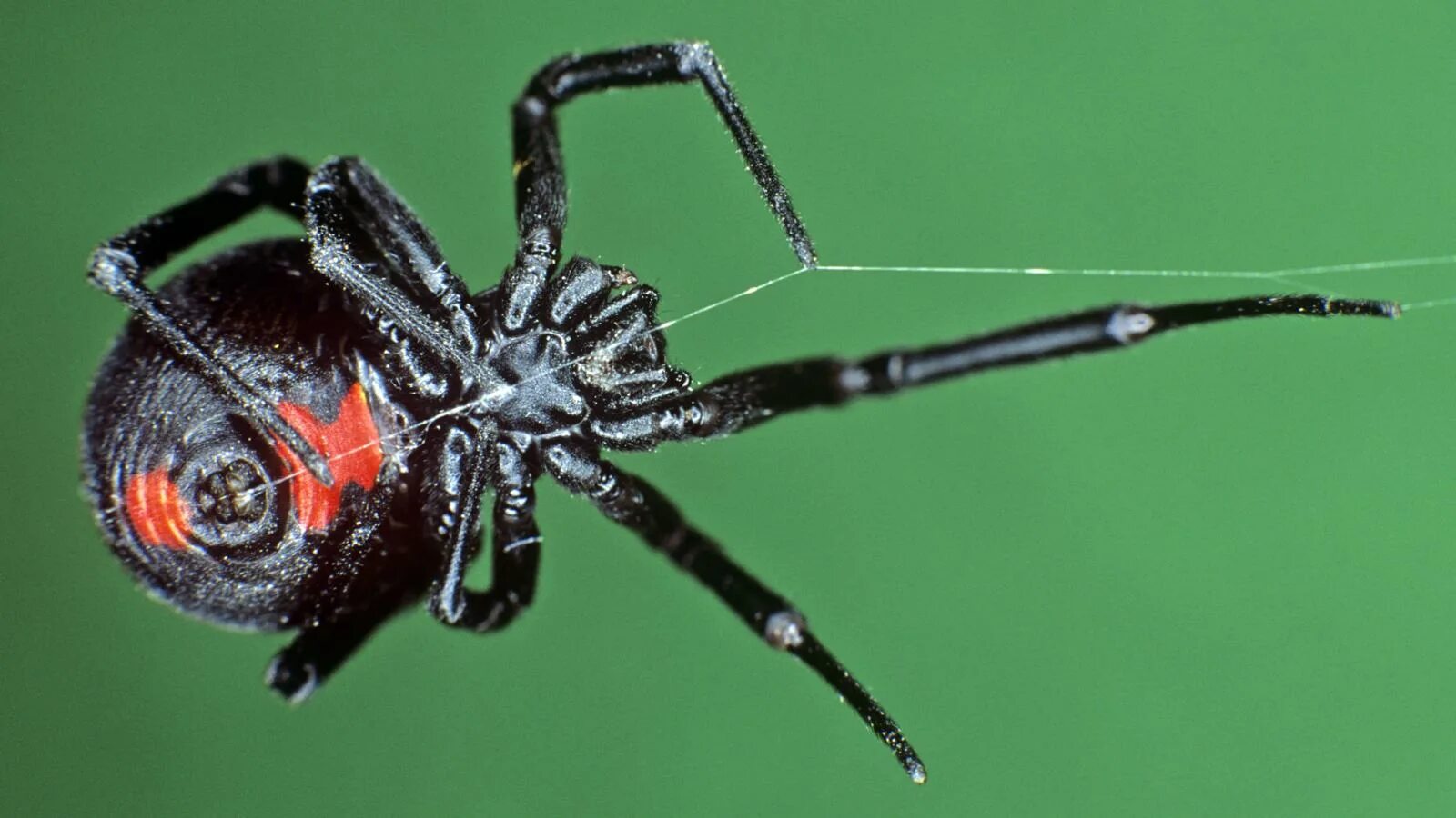 паук каракурт самец. чёрная вдова паук самец. черная вдова паук. самец черной вдовы. каракурт паук самка.