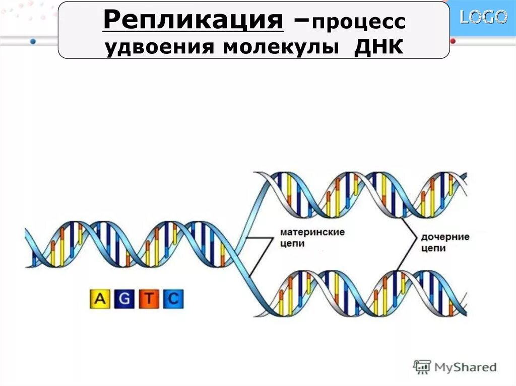 Процесс разрезания молекулы днк с помощью ферментов. Схема удвоения ДНК редупликация. Удвоение (репликация) молекул ДНК. Репликация процесс удвоения ДНК схема. Схема процесса редупликации ДНК.