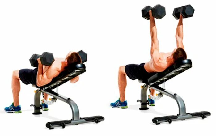 Exercise 6 complete. Reverse dumbbell fly. Incline hammer press. Do exercise imformation. Exercise 6 complete.