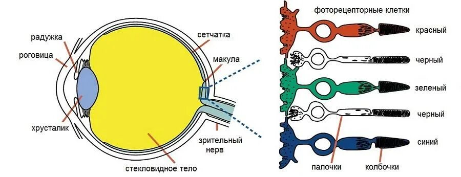 Зрительные рецепторы это. Зрительный анализатор палочки и колбочки. Строение глаза анатомия палочки и колбочки. Палочки и колбочки сетчатки строение. Глазные колбочки строение глаза.