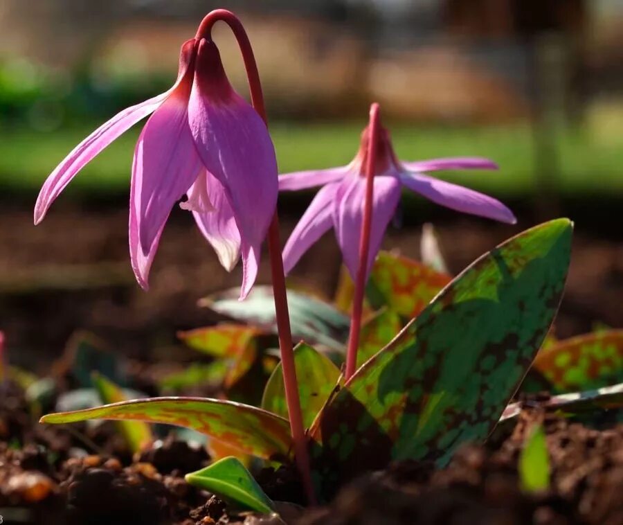 Кандык (Erythronium). Кандык Сибирский ( Erythronium sibiricum).. Кандык Erythronium, Кандык Сибирский. Эритрониум Кандык. Эритрониум