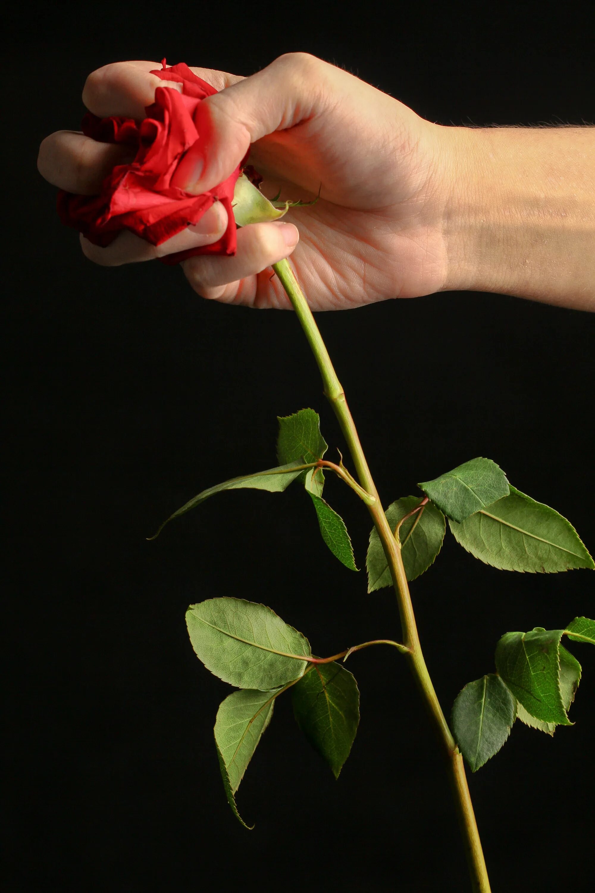 Цветы розы в руках. Цветок на руку.. Разбитые цветы