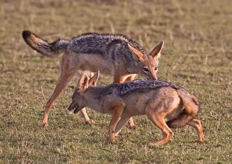 Fighting Jackals 2.