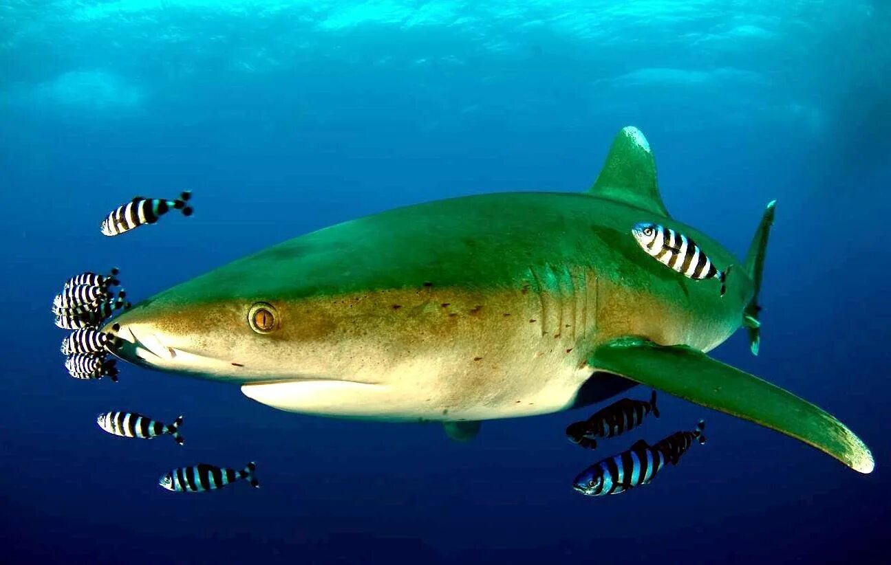 Комменсализм акула. Акула и рыба-Лоцман. Рыба Лоцман. Комменсализм акула и рыба Лоцман.