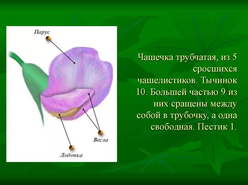 Обычно венчик окружен б состоящей из чашелистиков. Чашечка состоит из чашелистиков. Чашечка из пяти сросшихся чашелистиков. Чашечка цветка. Чашечка цветка состоит.