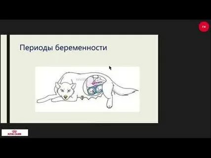 Как узнать беременность собаки