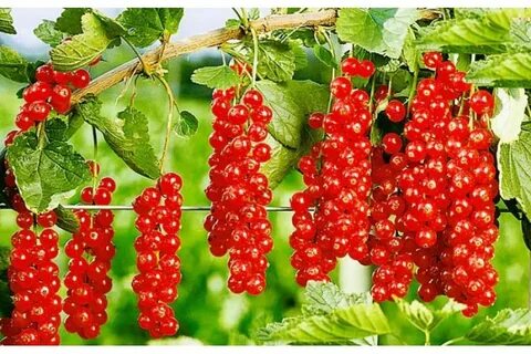 Смородина уральская