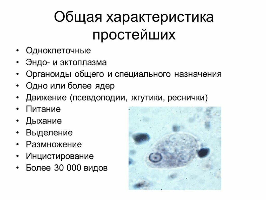 Выберите паразитических простейших ответ. Характеристика типа простейшие. Общая характеристика простейших 7 класс кратко. Краткая характеристика простейших. . Охарактеризуйте Общие биологические свойства простейших..