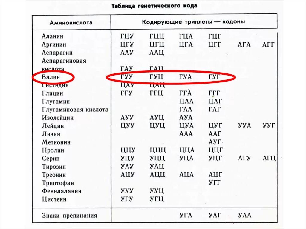 Таблица кодонов аминокислот РНК. Таблица генетического кода метионин. Генетический код ДНК И РНК таблица. Триплеты ДНК таблица.