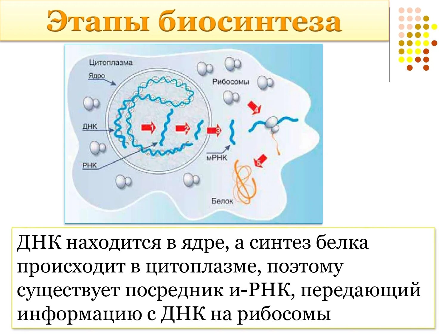 Синтез белков ядра происходит в. Этапы биосинтеза белка. Синтез белка в цитоплазме. Биосинтез белка в ядре.