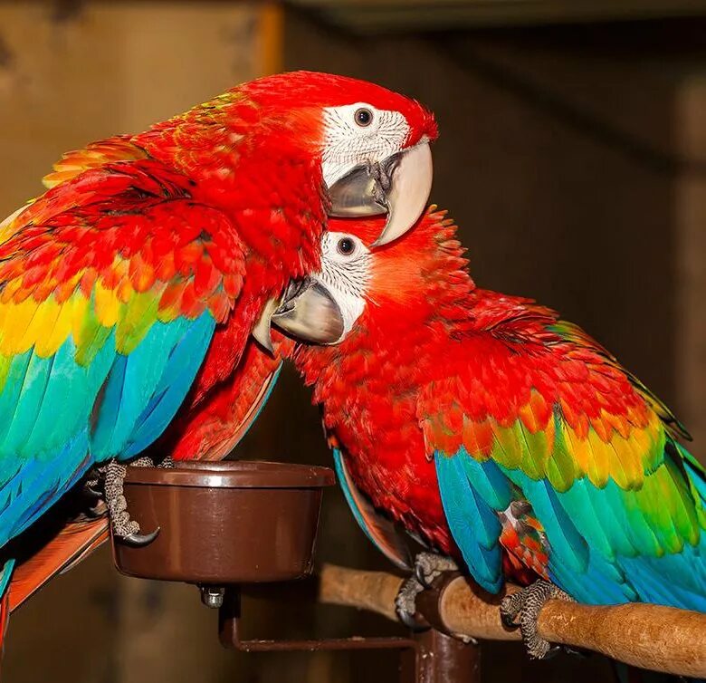 Большой попугай ара. Красный ара птенец. Птенец попугая ара. Попугай ара красный. Красный попугай ара домашний.