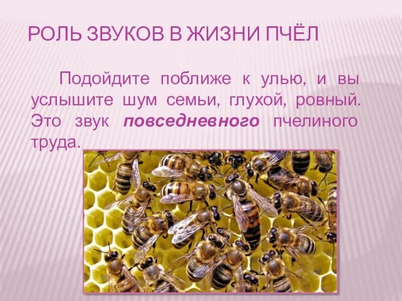 Жизнь пчел. Пчелиная семья. Жизнь пчелиной семьи. Продолжение жизни пчелы. Жизнь пчел рабочих