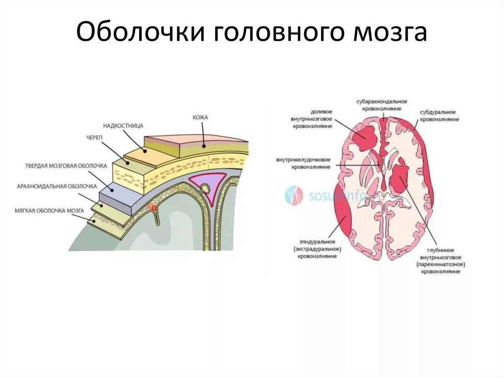 Какие оболочки мозга. Оболочки и МЕЖОБОЛОЧЕЧНЫЕ пространства головного мозга. Поперечный срез оболочек головного мозга. Подпаутинная оболочка головного мозга. Оболочки мозга анатомия.