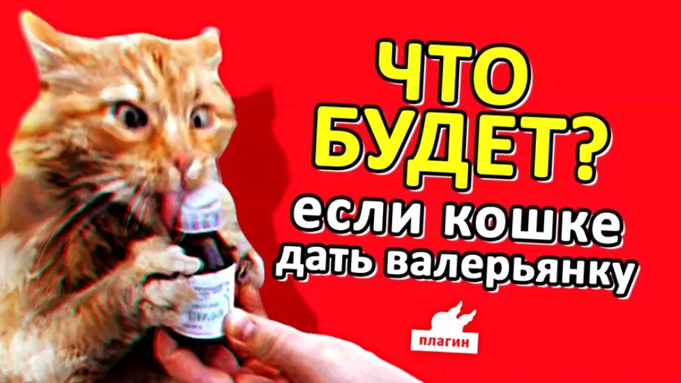 Почему кошки валерьянку. Валерьянка для котов. Коты и валериана. Котик и валерьянка. Валерьянка и коты и кошки.