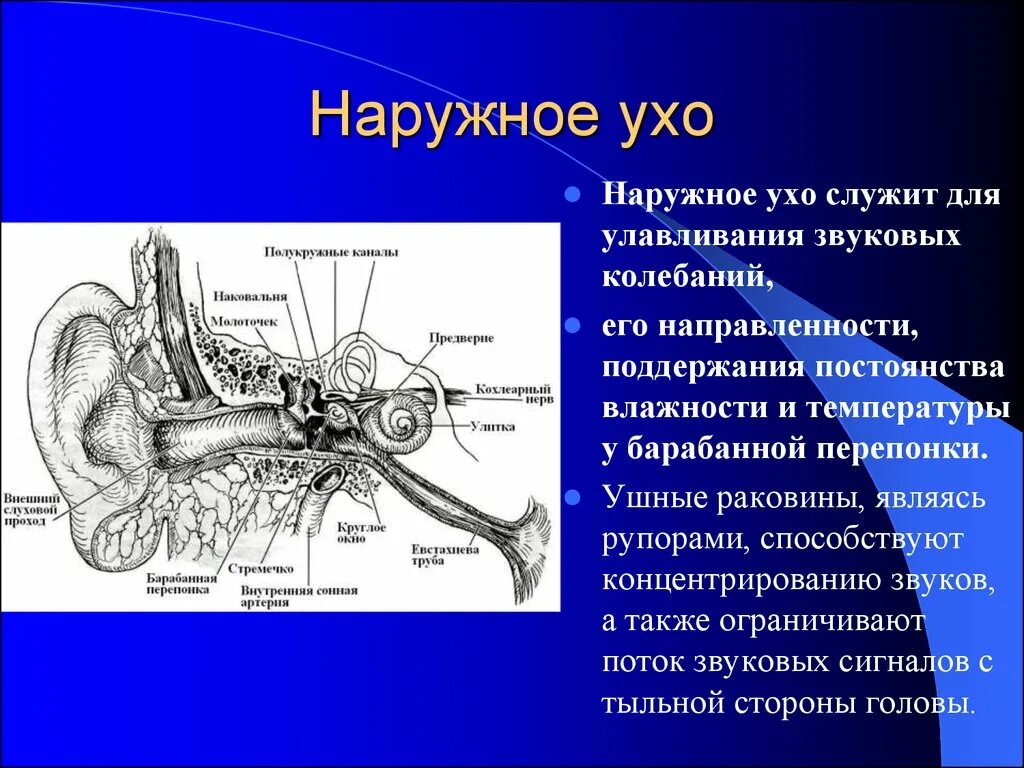 Евстахиева труба функции. Функция слуховой трубы в ухе. Функции слуховой трубки. Строение среднего уха.