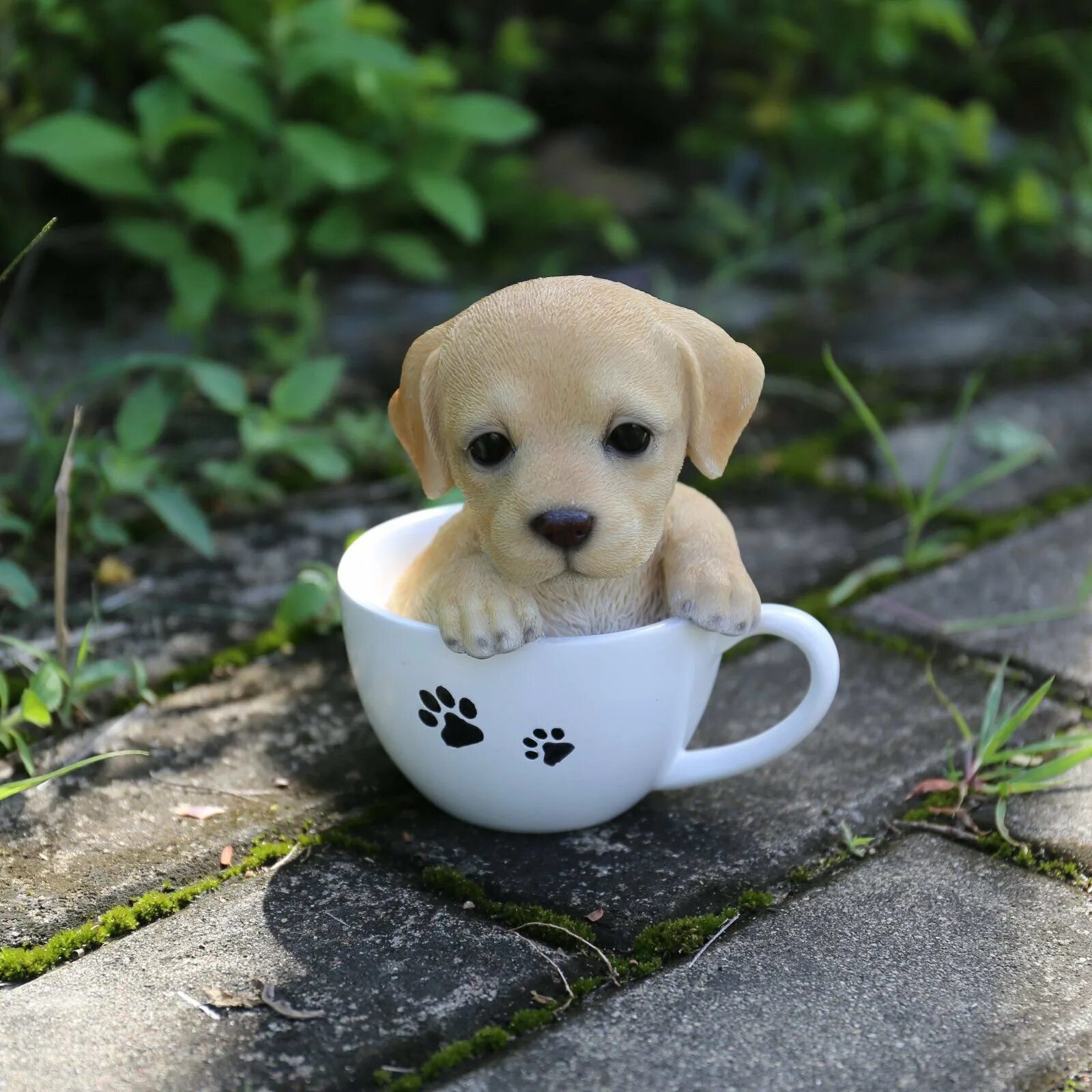 Милая частая. Собачки Teacup. Лабрадор миниатюрный. Красивые милые собачки. Про маленького щенка.