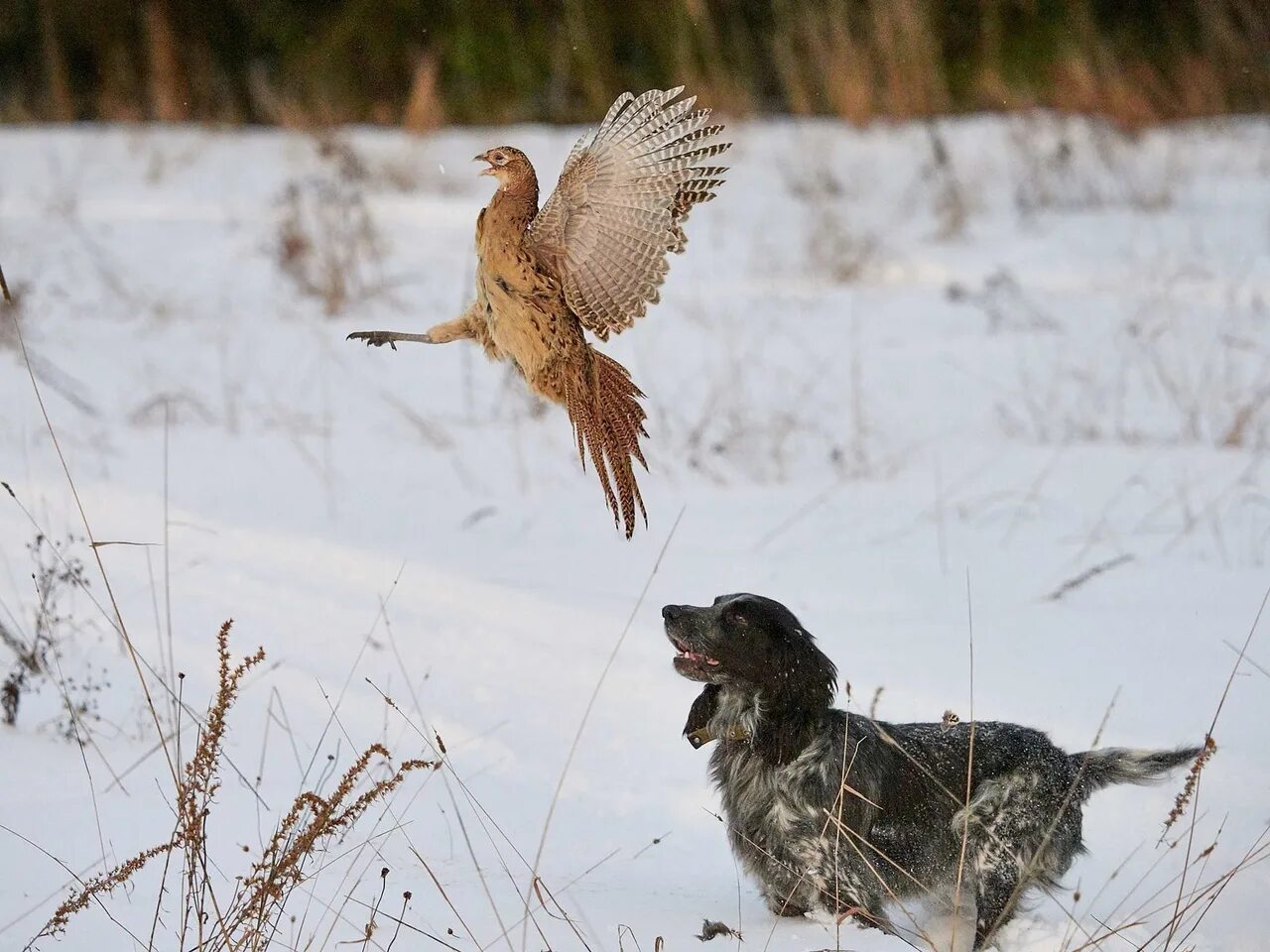 Охота зимой. Птица и охотник. Охотник зимой.