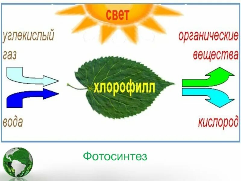 Схема фотосинтеза у растений. Фотосинтез листа схема. Фотосинтез зеленых растений. Схема процесса фотосинтеза. Схема процесса фотосинтеза рисунок