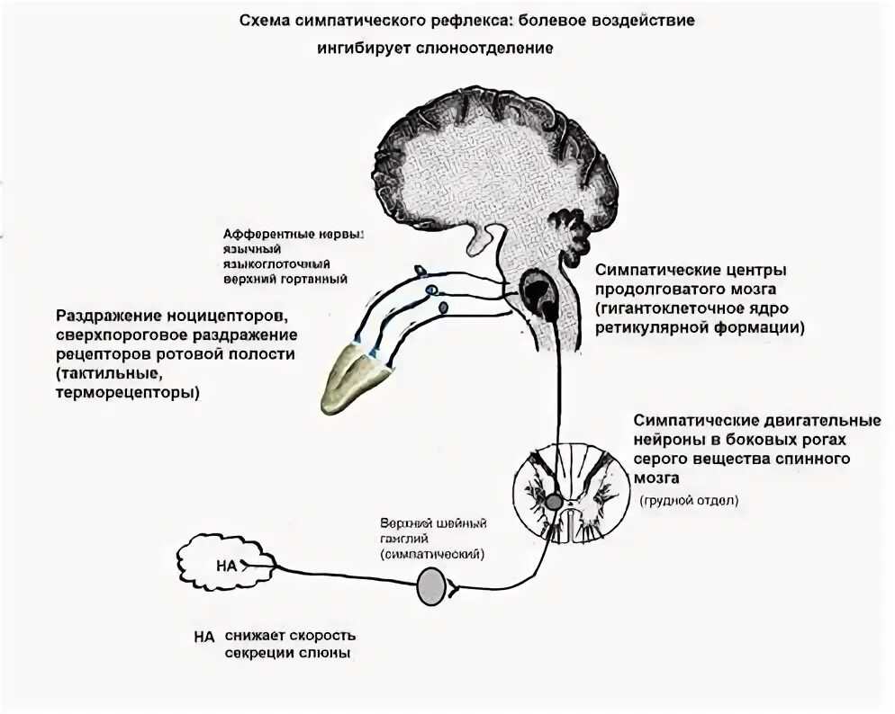 Слюнной рефлекс. Схема безусловного рефлекса слюноотделения. Схема рефлекторная дуга условного рефлекса (слюноотделения). Рефлекторная дуга слюноотделительного рефлекса. Схема рефлекторной дуги безусловного слюноотделительного рефлекса.