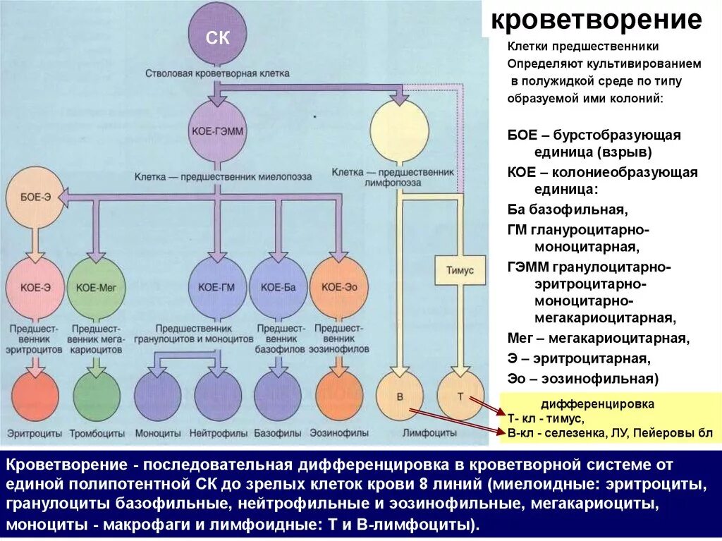 Клетки гемопоэза. Клетки предшественники лимфопоэза. Клетки предшественники гемопоэза. Эритропоэз клетки предшественники. Схема гемопоэза.