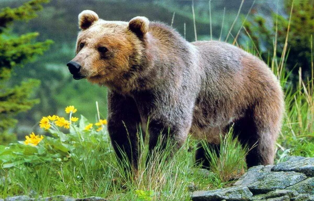 Бурый медведь (Ursus arctos). Медведь Гризли. Тянь-шаньский бурый медведь. Бурый медведь Южного Урала.