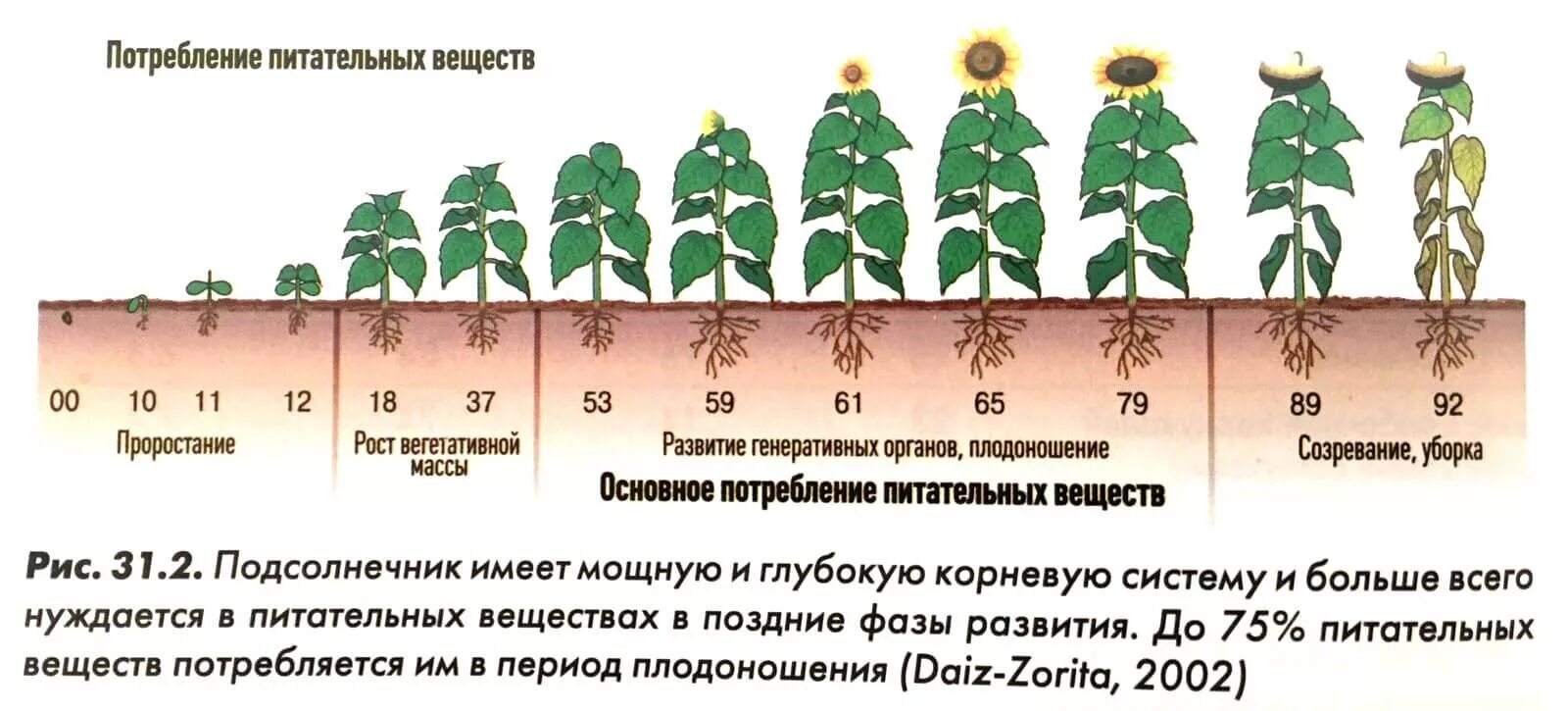 Стадии созревания подсолнечника. Вегетационный период подсолнечника. Фазы вегетации подсолнечника. Период вегетации растений таблица. Сколько дней растут цветы