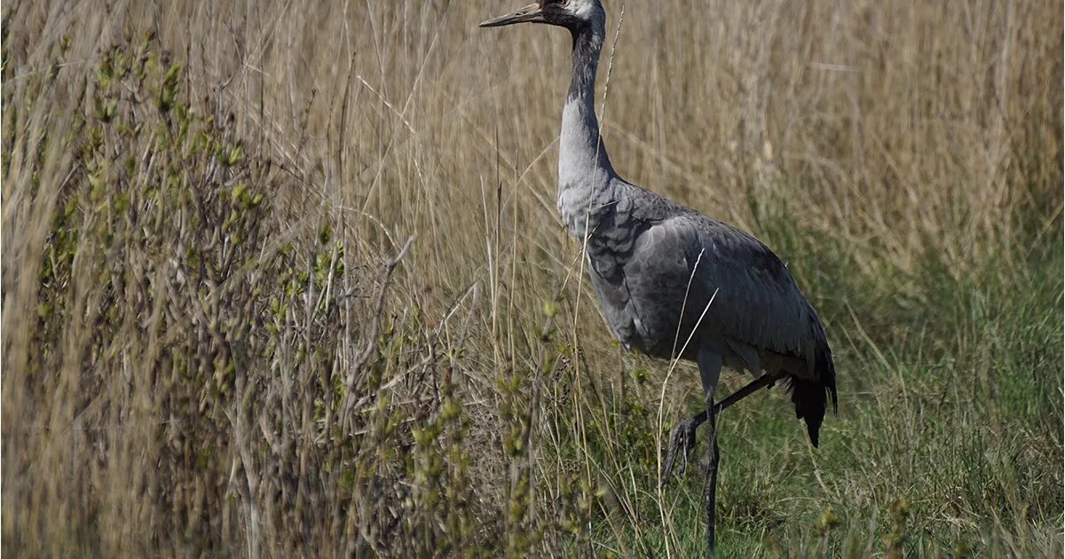 Серый журавль. Серый журавль Алтайский край. Серый журавль Grus Grus. Журавль Уральский. Журавль живет лет