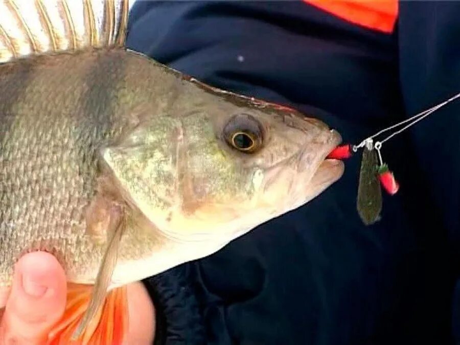 Зимняя приманка на окуня балда. Приманка для ловли окуня зимой балда. Зимняя приманка на окуня балда. Как ловить на балду. Окуневая мормышка балда.