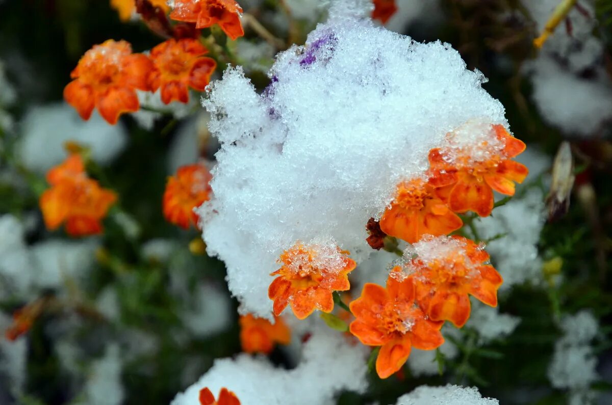 Первый снег картинки. Первый снег. Осенние цветы в снегу. Цветы осенью в снегу. Первый снежок.