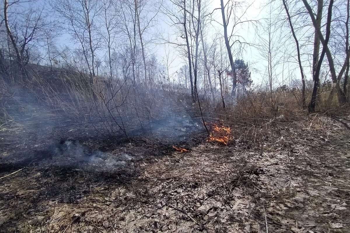 Пожар в лесу. Ландшафтный пожар. Пожароопасность лесов. Лесной пожар фото.
