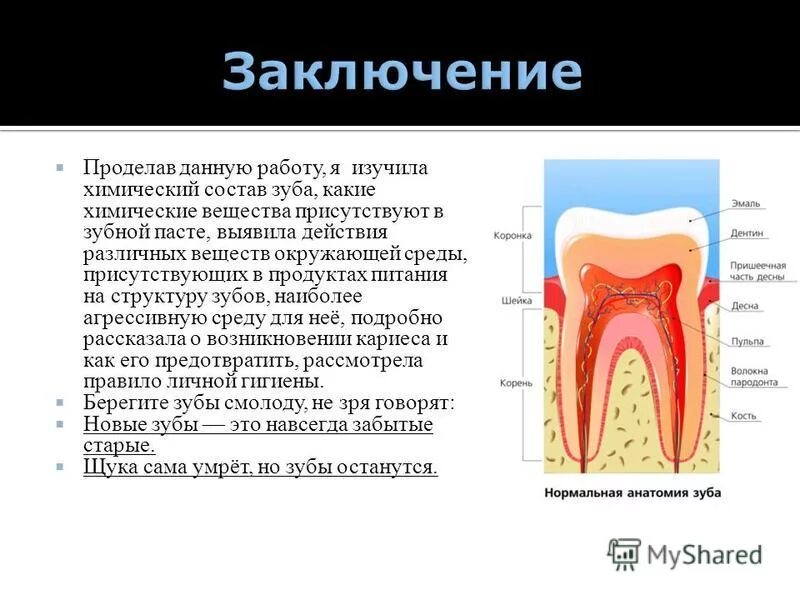 Основное вещество дентина состоит. Тканевые структуры дентина. Строение зуба человека эмаль пульпа. Плотное вещество из которого состоит зуб. Плотное вещество из которого состоит зуб.