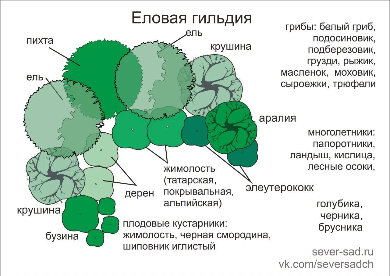 Деревья совместимость с другими. ЛЕСОСАД Пермакультура. Схема посадки лесосада. Гильдии деревьев в пермакультуре. ЛЕСОСАД схема.