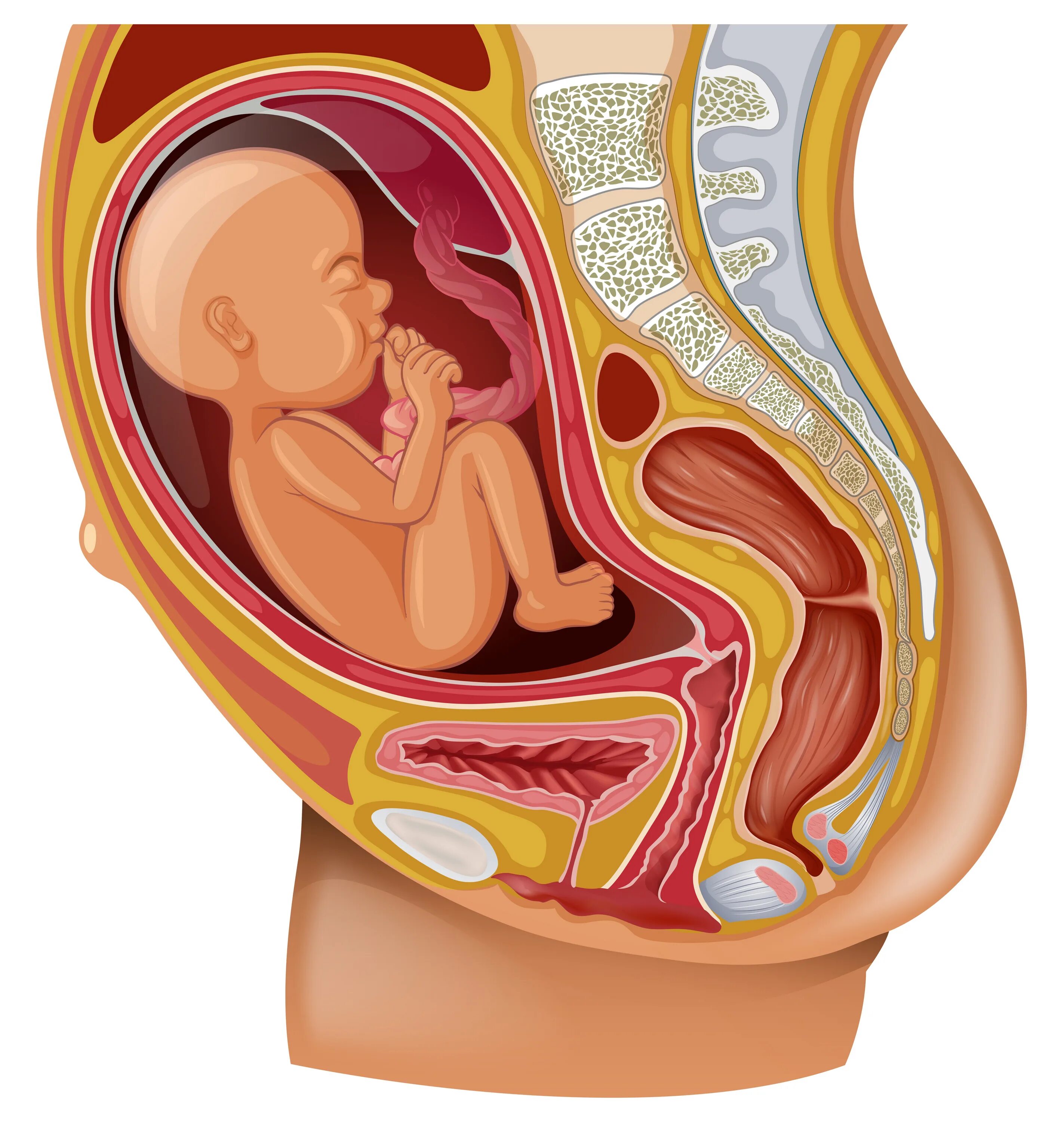 Женские половые органы ORGANA GENITALIA MULIEBRA - 26 Января 2010 - Анатомичный 