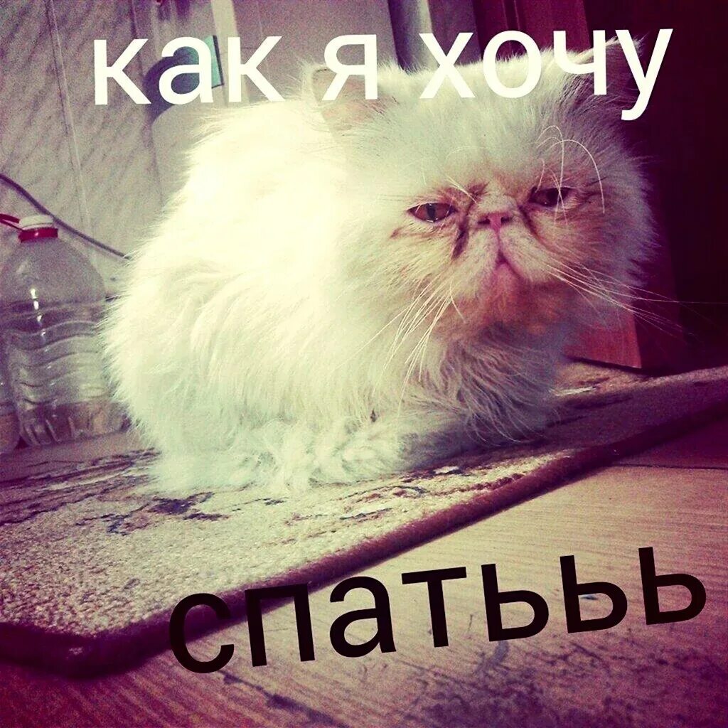Хватит я хочу спать. Хочу спать. хочется спать картинки. хочу спать прикольные картинки. спать картинки прикольные.