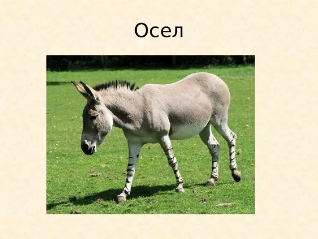 Лошадь родичи. Poitevin horse. Родственник осла. Родственники коня. Родственники коня.