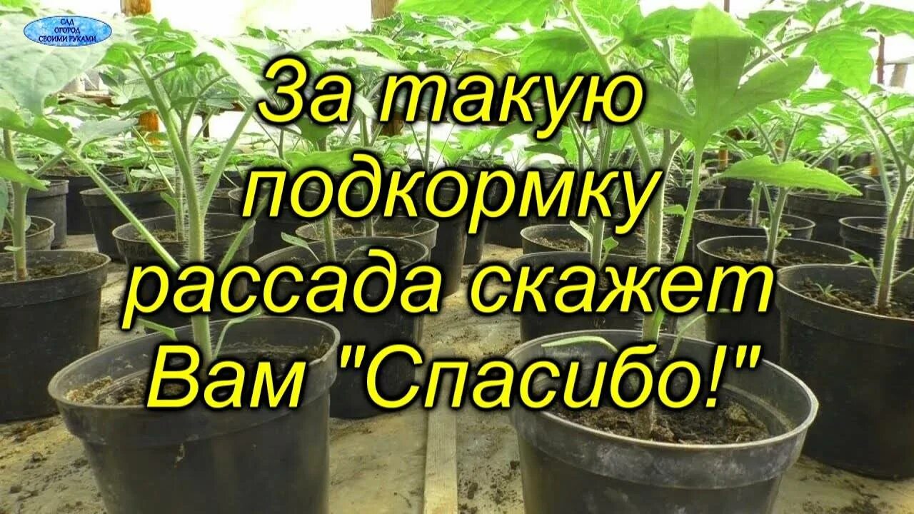 Чем удобрить рассаду помидор после пикировки