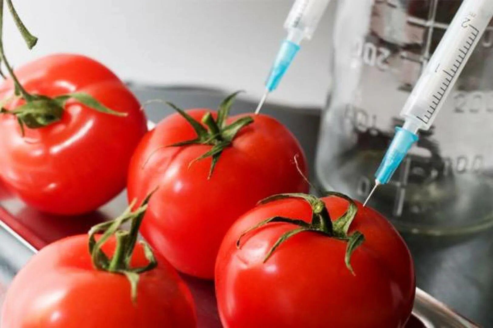 Сельскохозяйственная биотехнология. Генетически модифицированные помидоры. Продукты генной инженерии. Генная инженерия в сельском хозяйстве. ГМО генная инженерия.