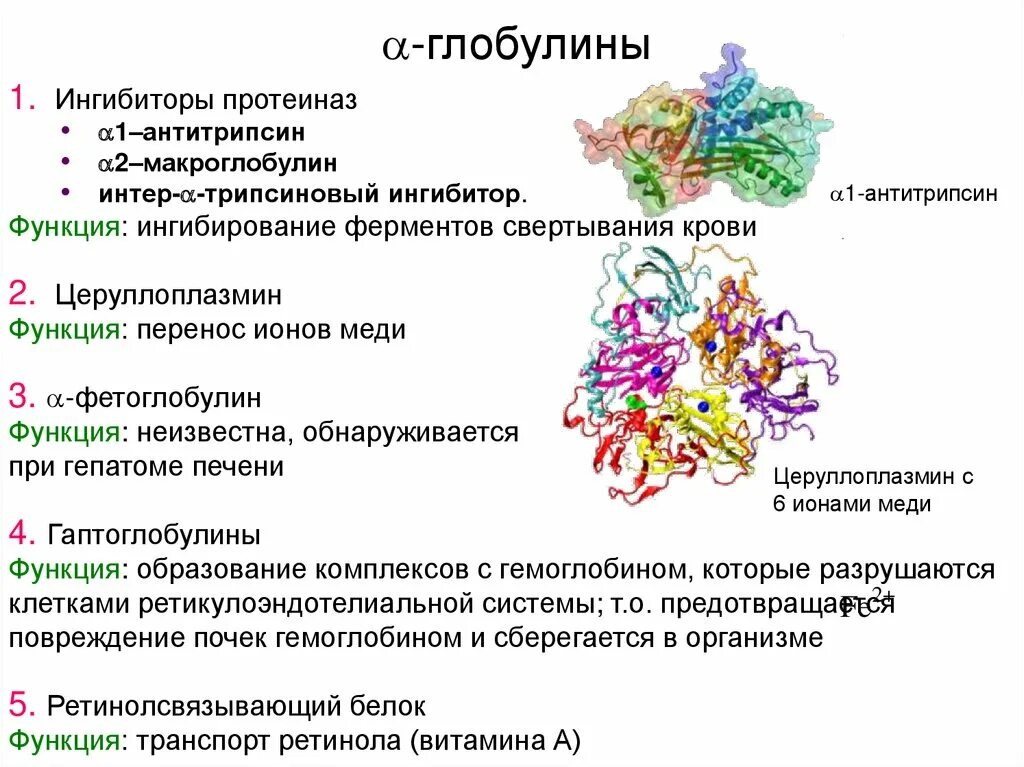 Глобулин это. Глобулины функции. Глобулины крови физиология. Глобулины в крови что это такое. Функции глобулинов в крови.