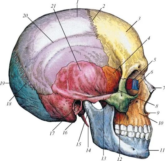 Швы черепа сбоку. Швы костей черепа Синельников. Кости черепа швы черепа. Череп вид сбоку.