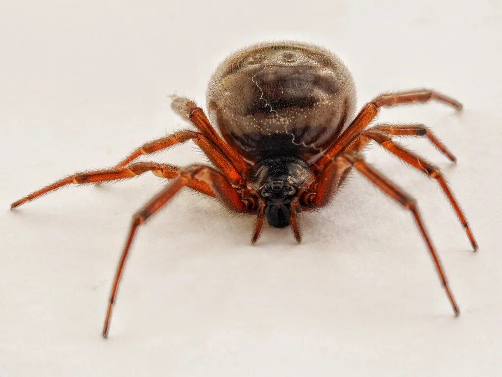 Паук стеатода ложная вдова. Ложная чёрная вдова паук. Steatoda bipunctata. Стеатода Гросса. Ложная вдова