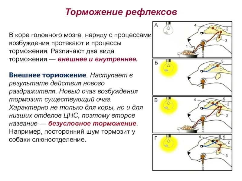 Торможение рефлексов. Торможение условных рефлексов. процессы возбуждения и торможения, протекающие в мозге. механизм внешнего торможения условного рефлекса. процессы торможения в коре головного мозга.