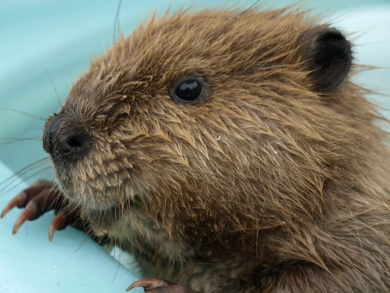 Канадский Бобр (Castor canadensis). Бобр Речной обыкновенный. Североамериканский Бобр. Бобр и бобрята.