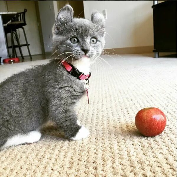 Кот с круглыми ушами. Манчкин кинкалоу серый. Порода котят с круглыми ушами. Кошка американский керл. Котята кинкалоу.