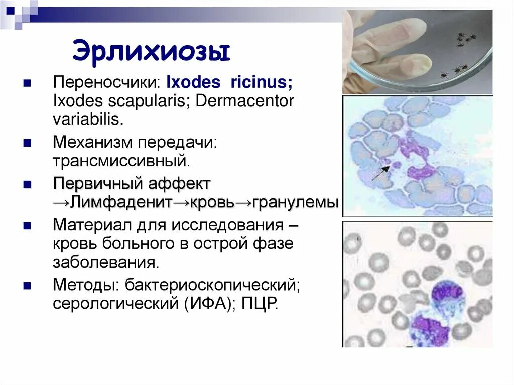 Эрлихиоз клещевой. Моноцитарный эрлихиоз. Гранулоцитарный эрлихиоз. Моноцитарный эрлихиоз собак. Эрлихиоз собак микробиология.